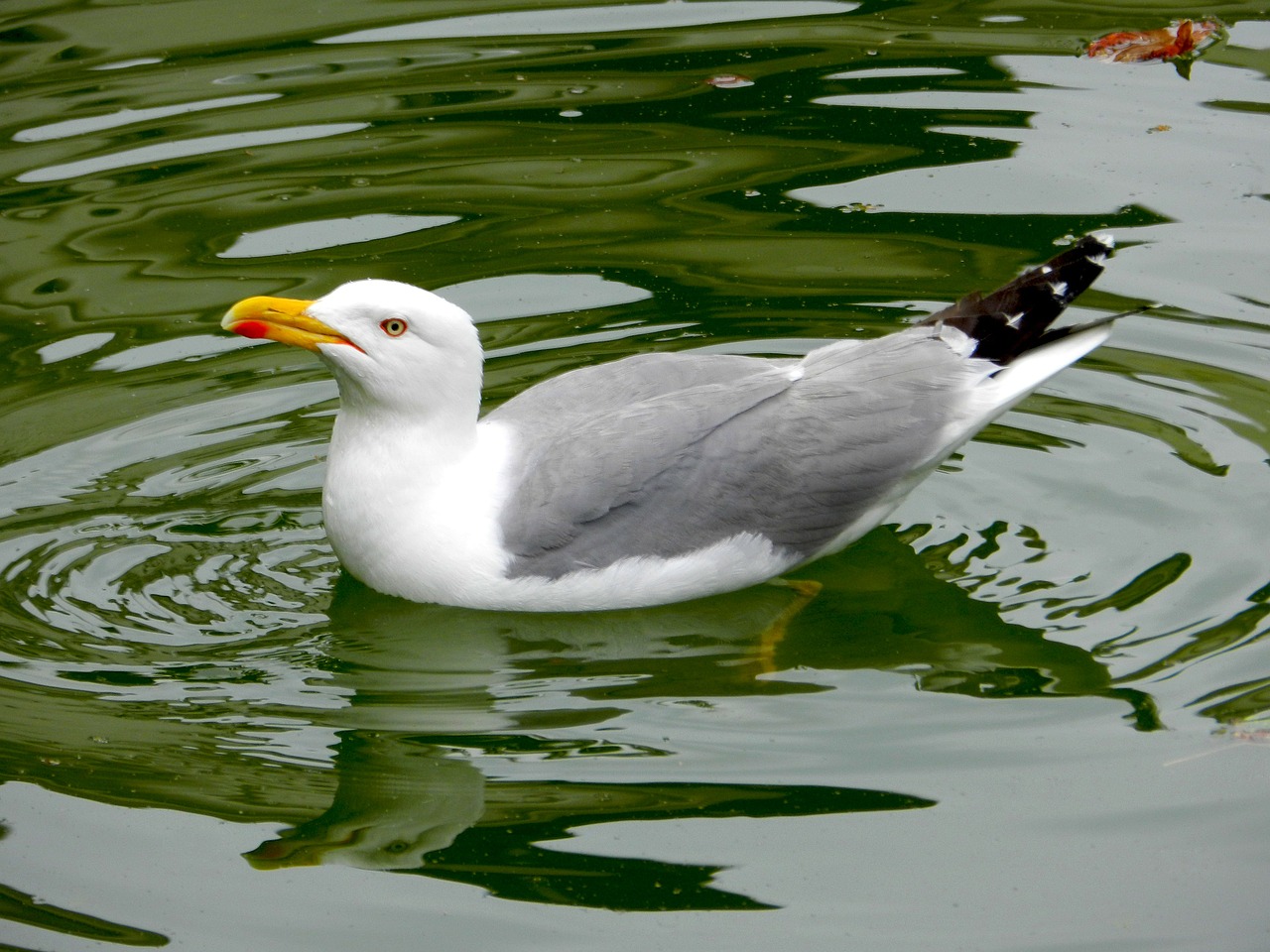 seagull bird ave free photo