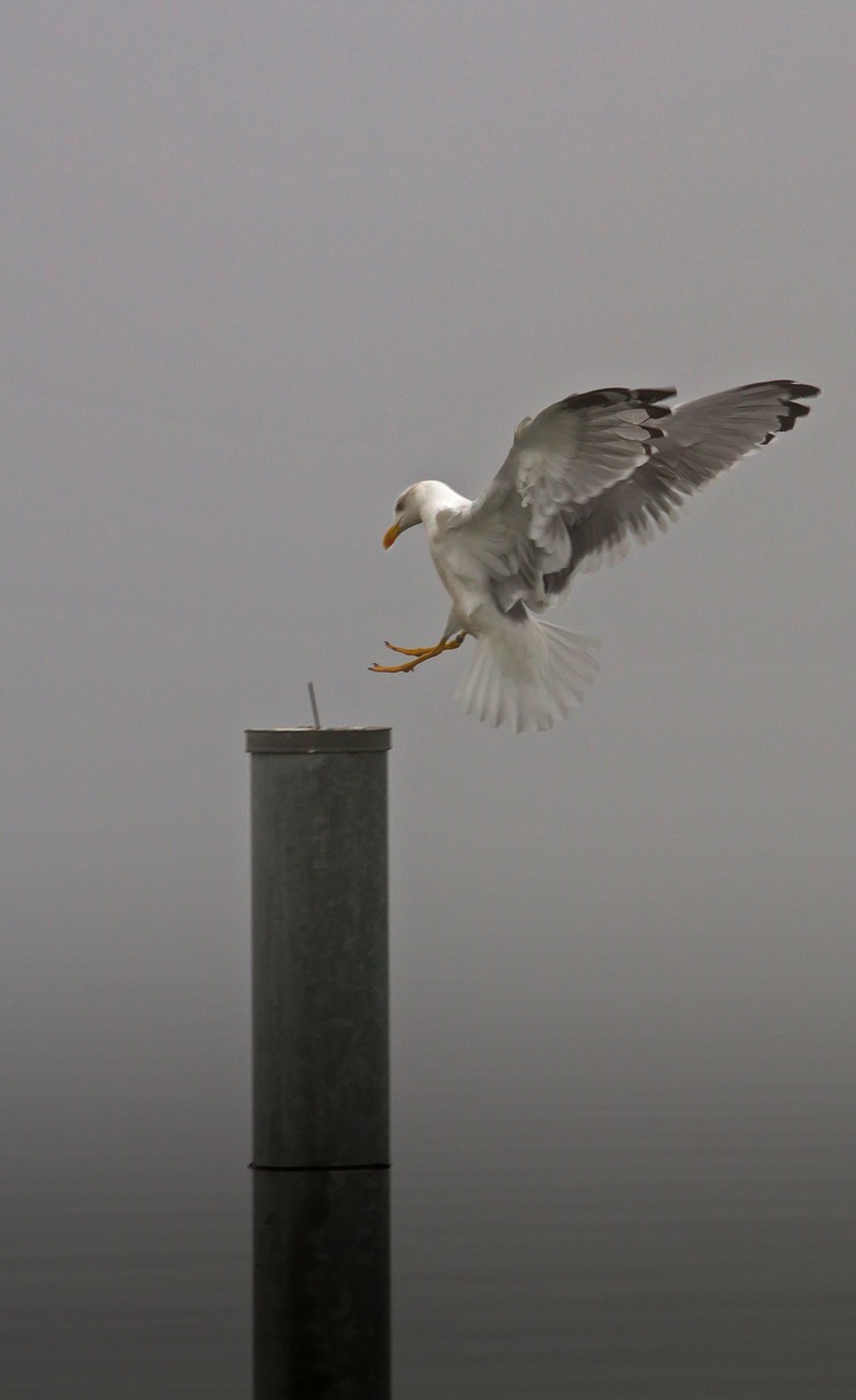 seagull gull landing free photo