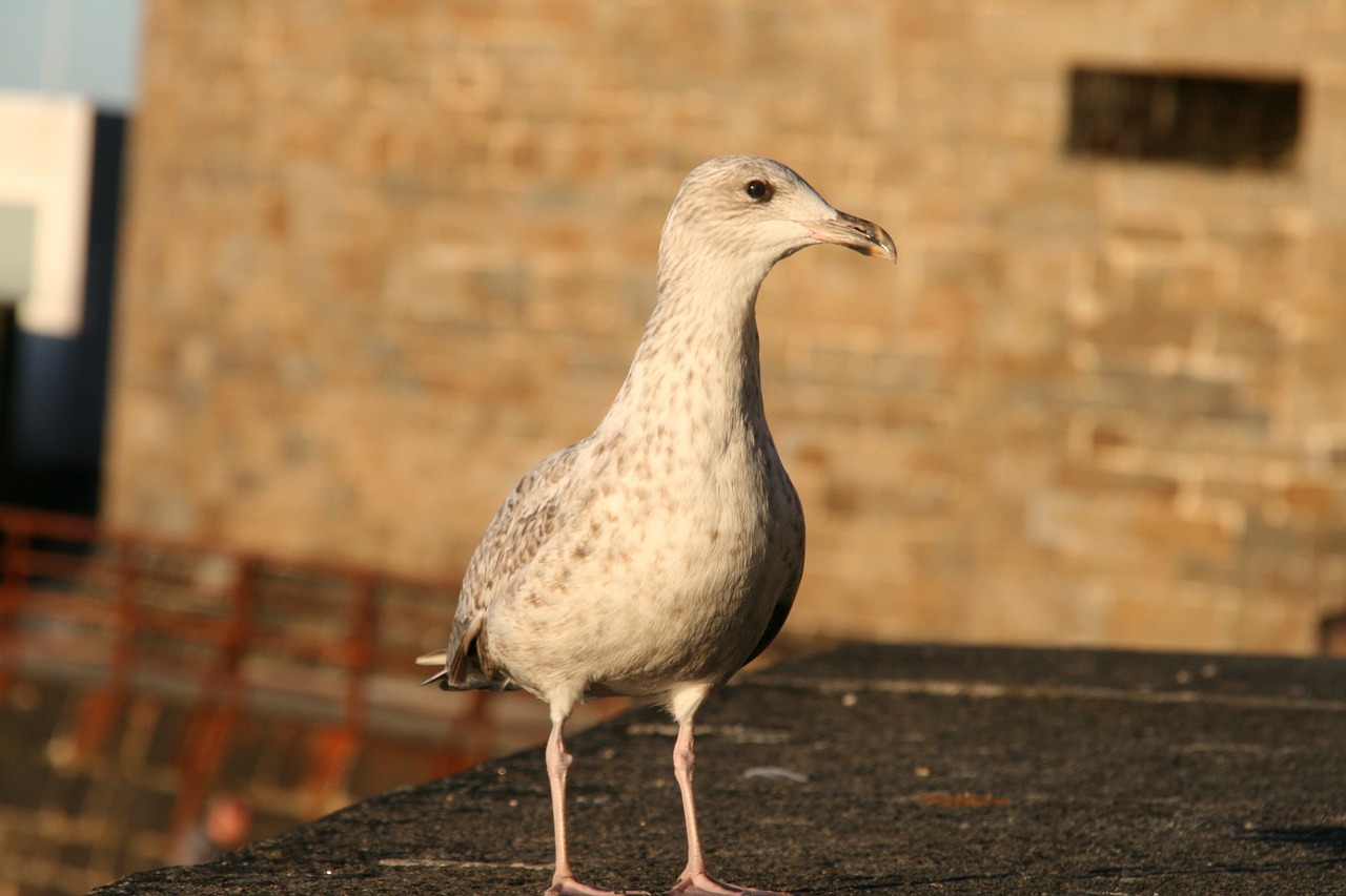 seagull bird feathers free photo