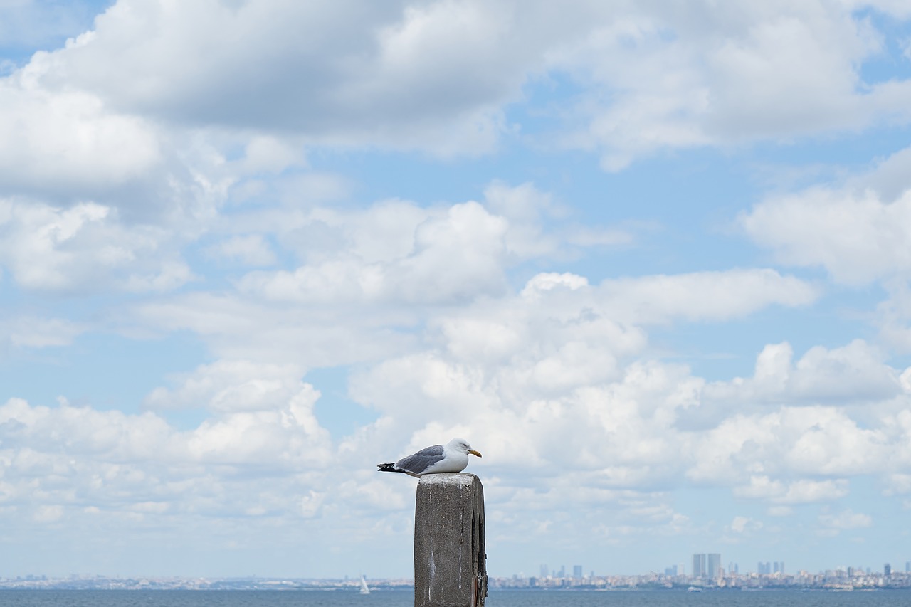 seagull bird landscape free photo