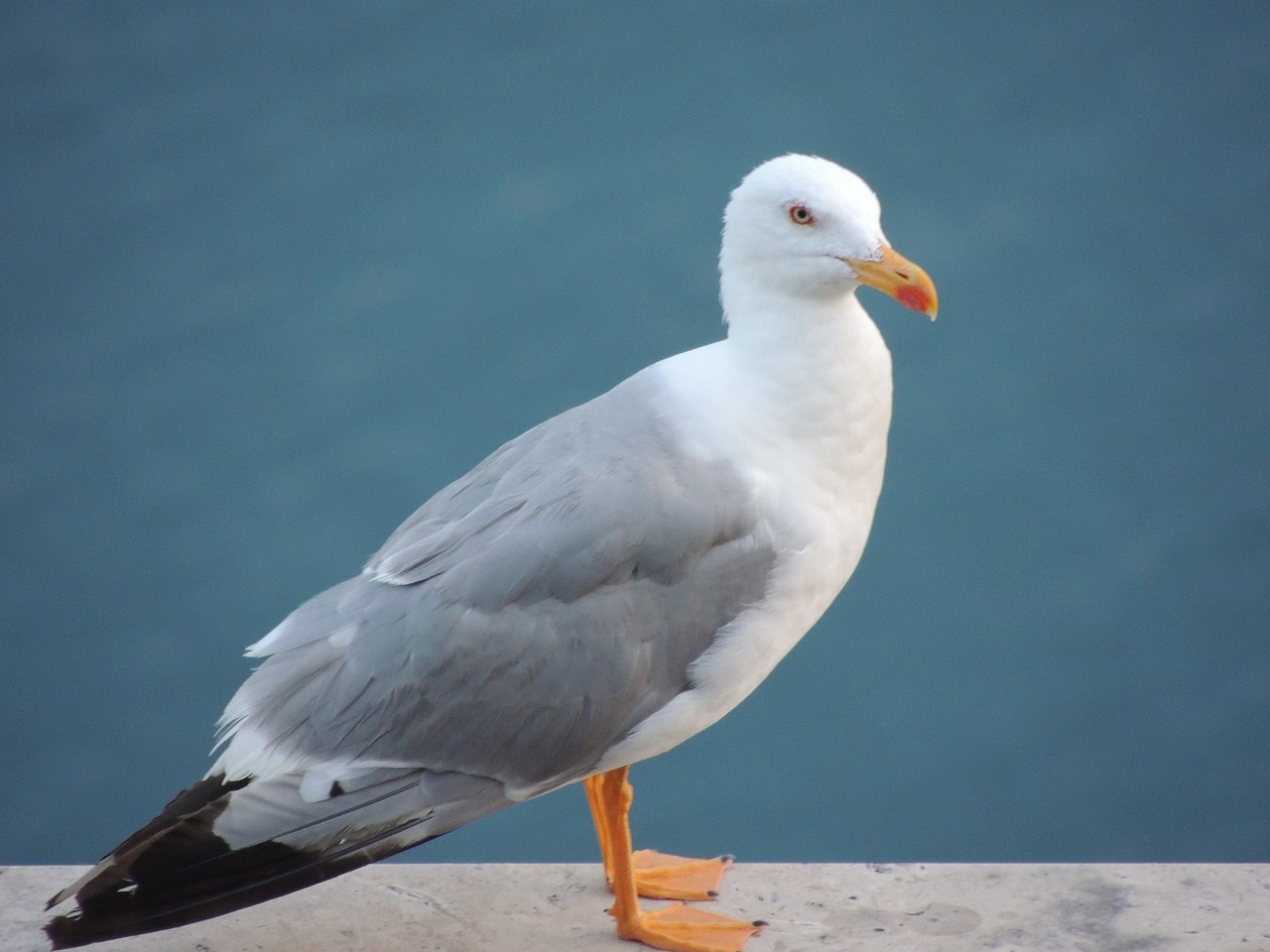 seagull trieste italy free photo