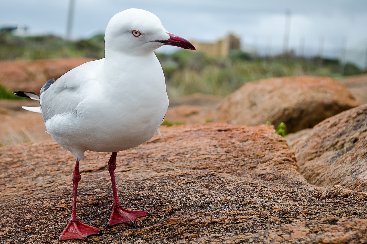 seagull sea gull free photo