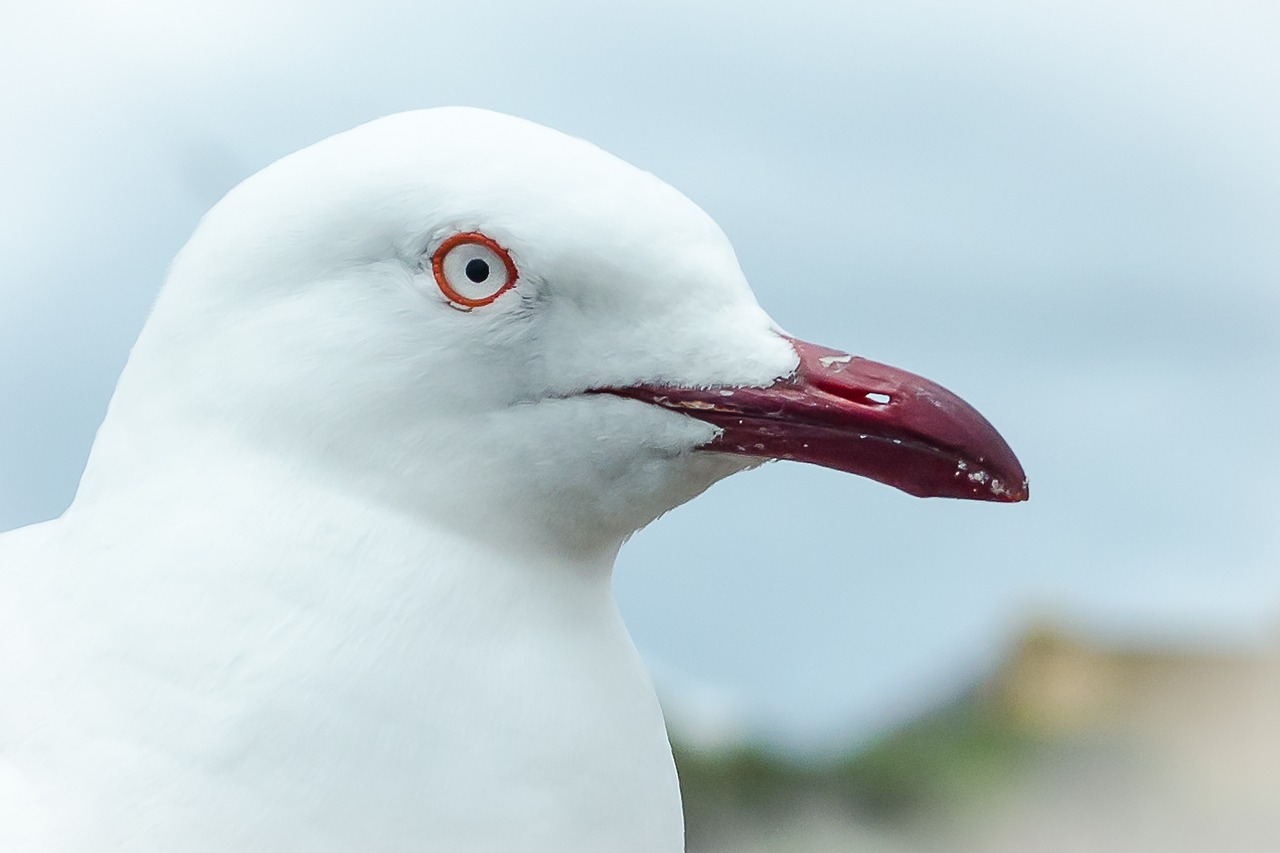 seagull seabird bird free photo