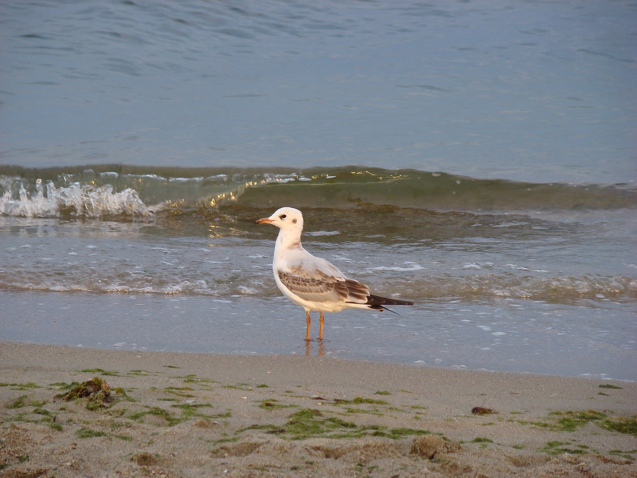 seagull sea bird free photo