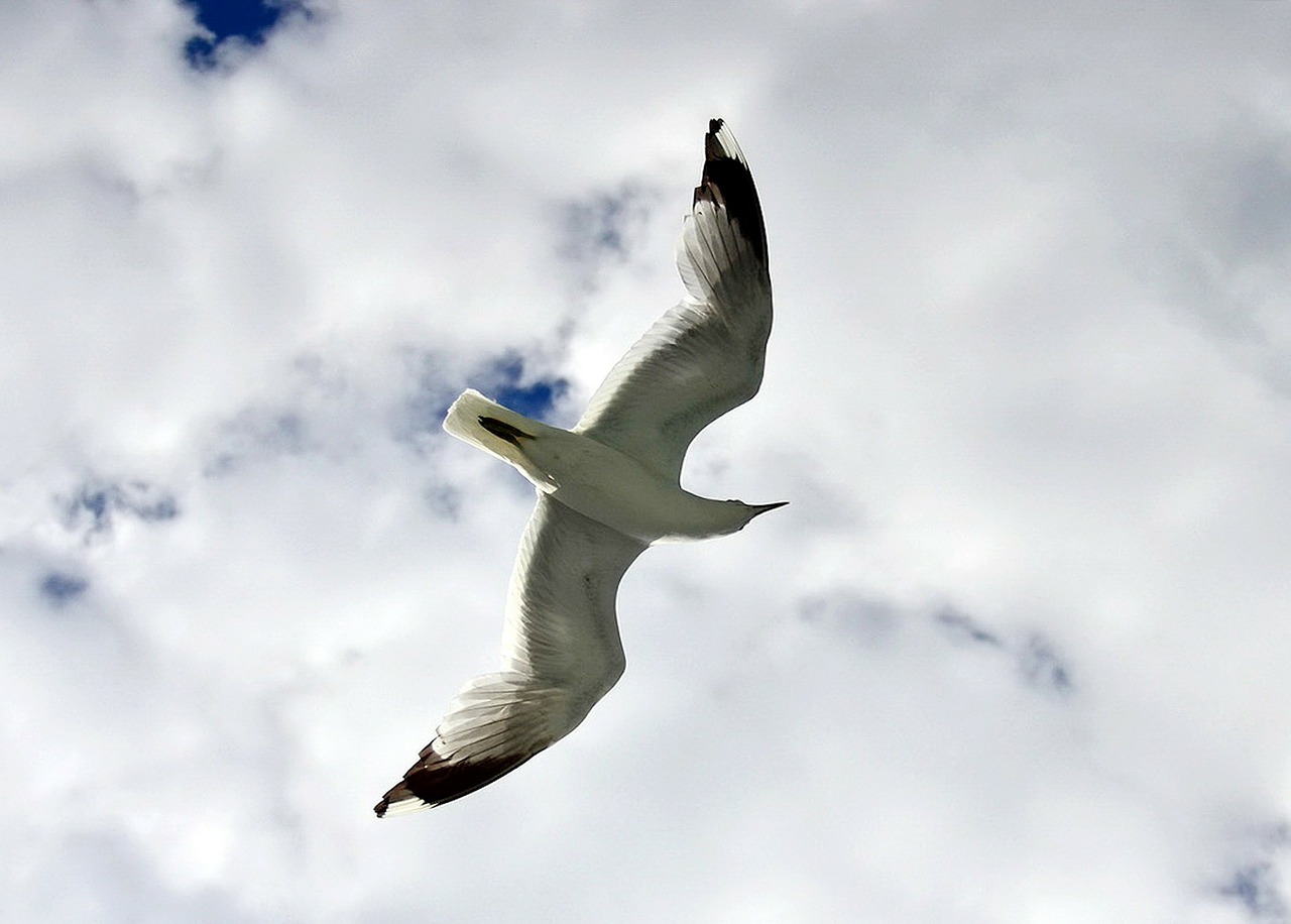 seagull flying gull free photo