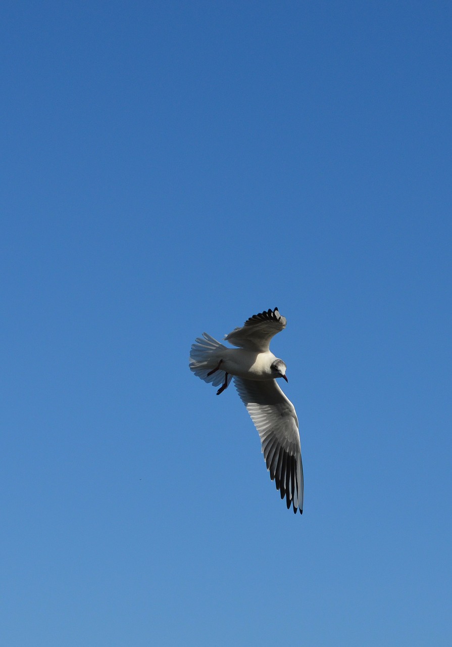 seagull birds fly free photo