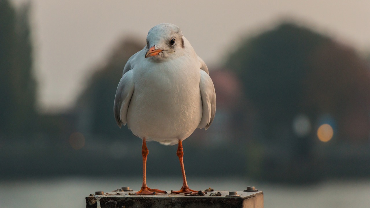 seagull hamburg wildlife photography free photo