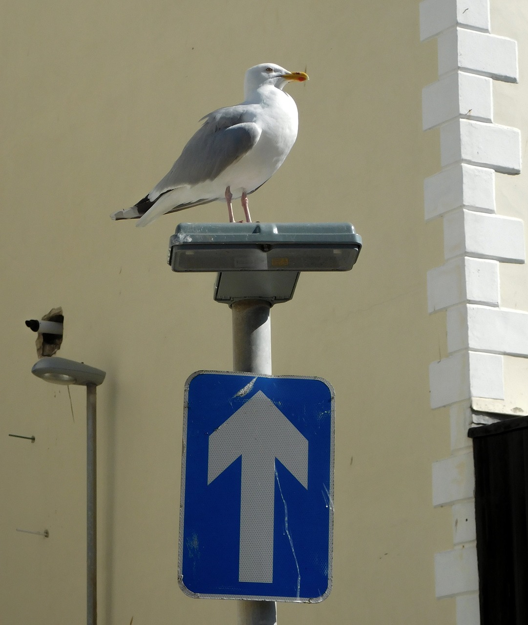 seagull road sign one-way road free photo