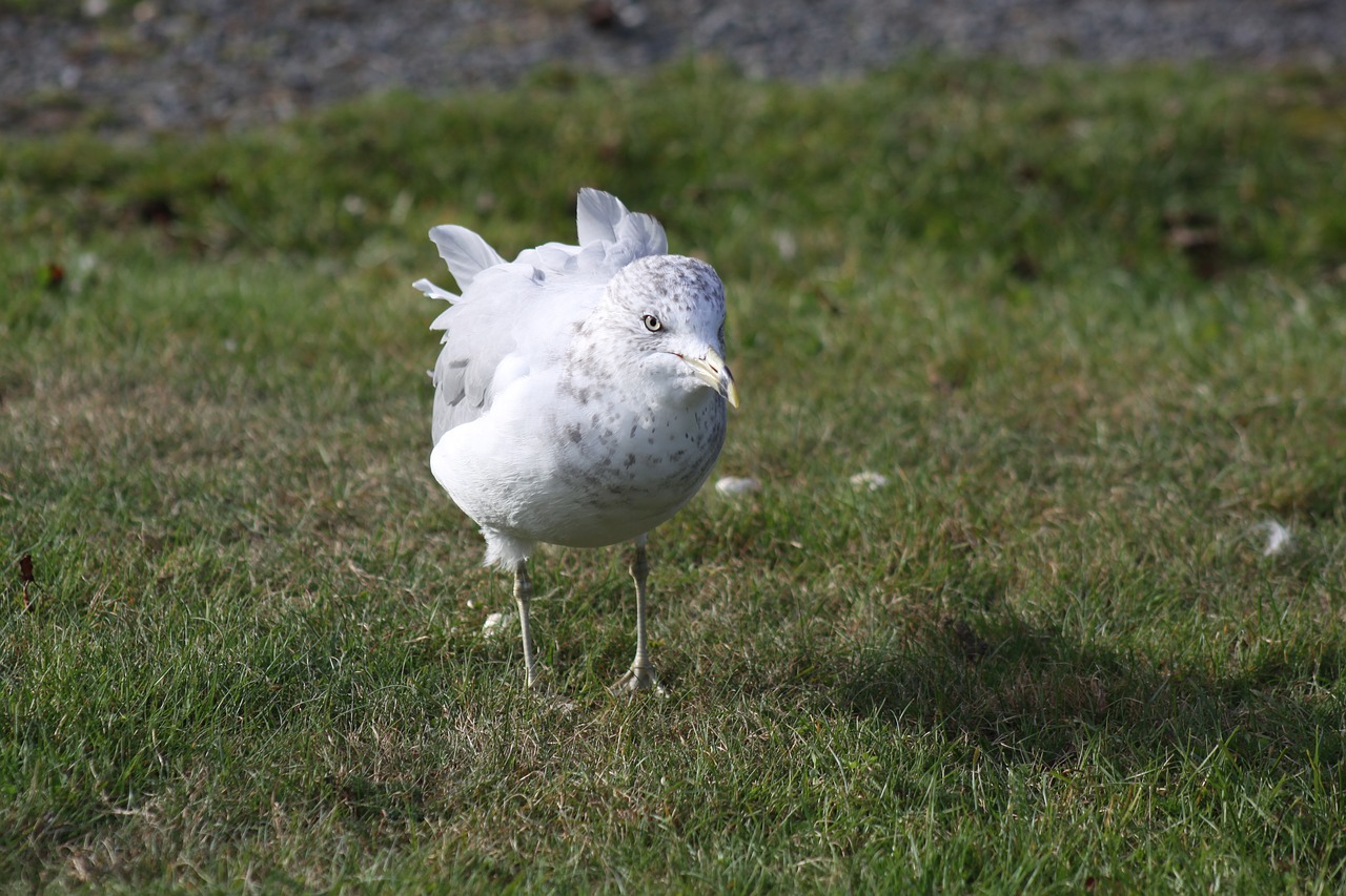 seagull grass standing free photo