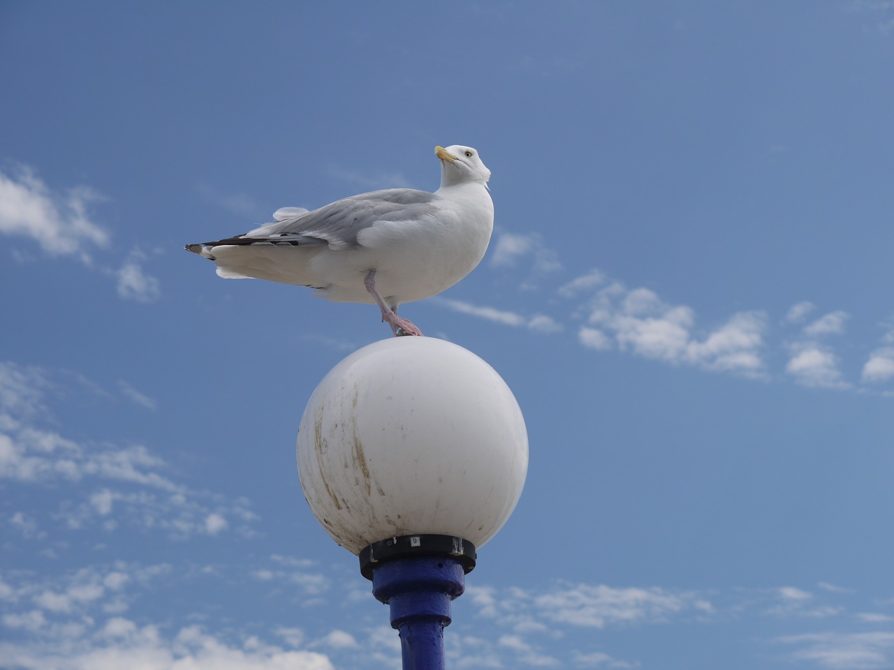 seagull sky gull free photo