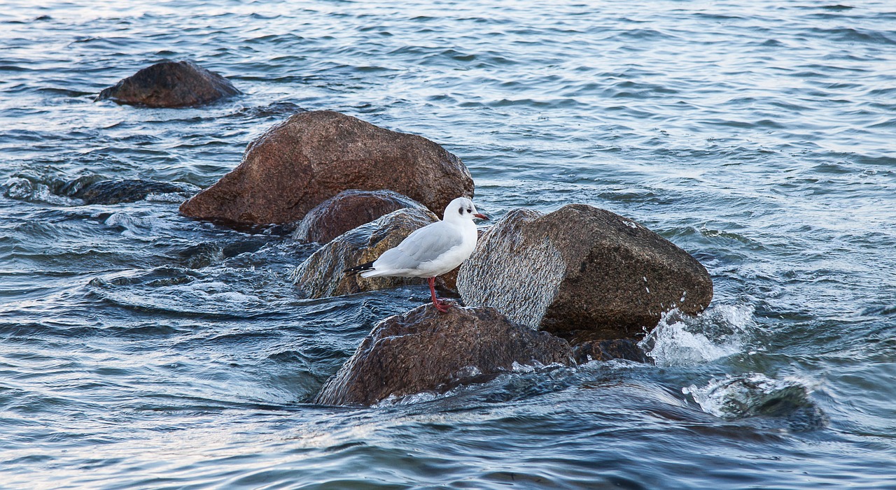 seagull coast sea free photo