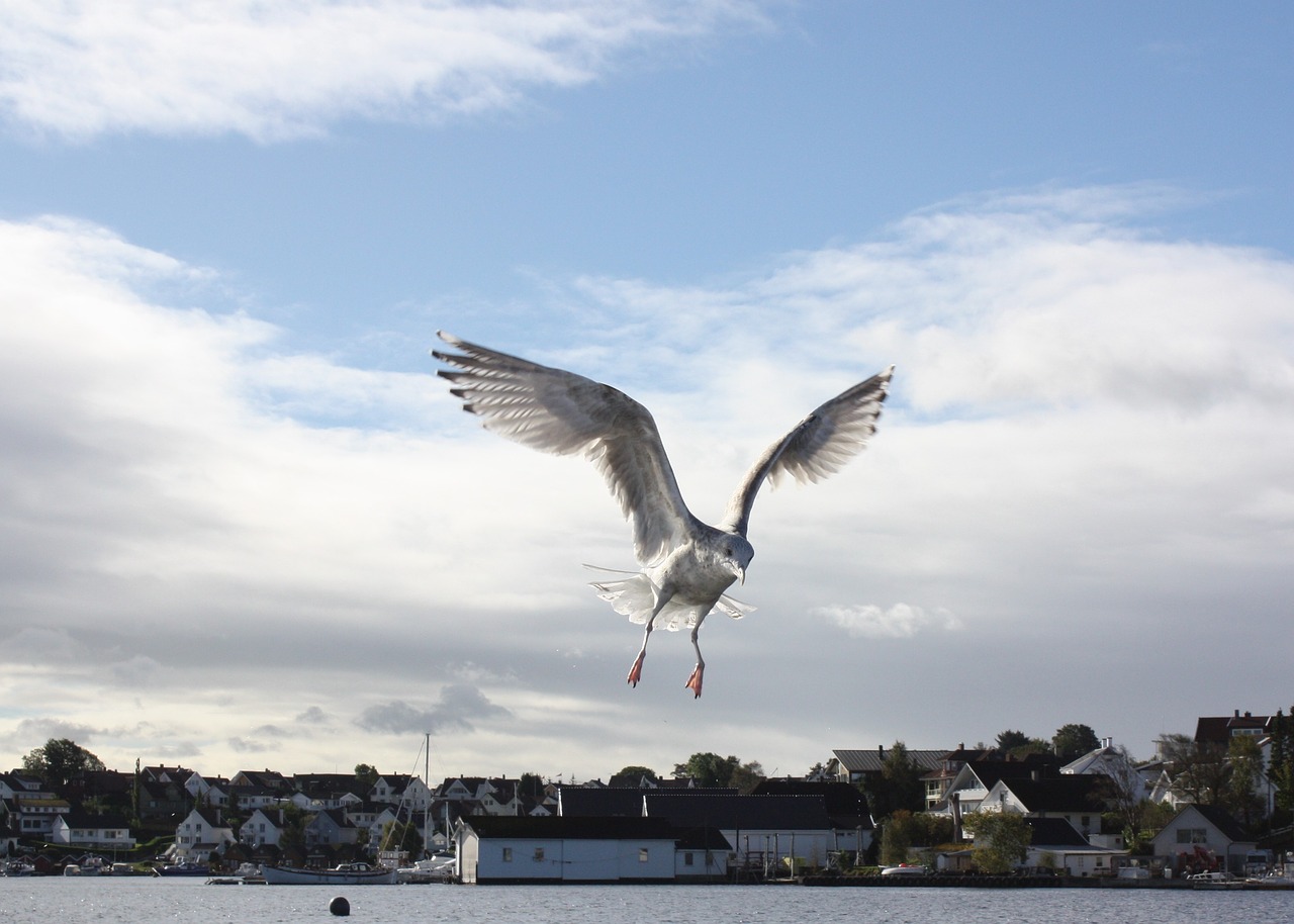 seagull bird marine life free photo