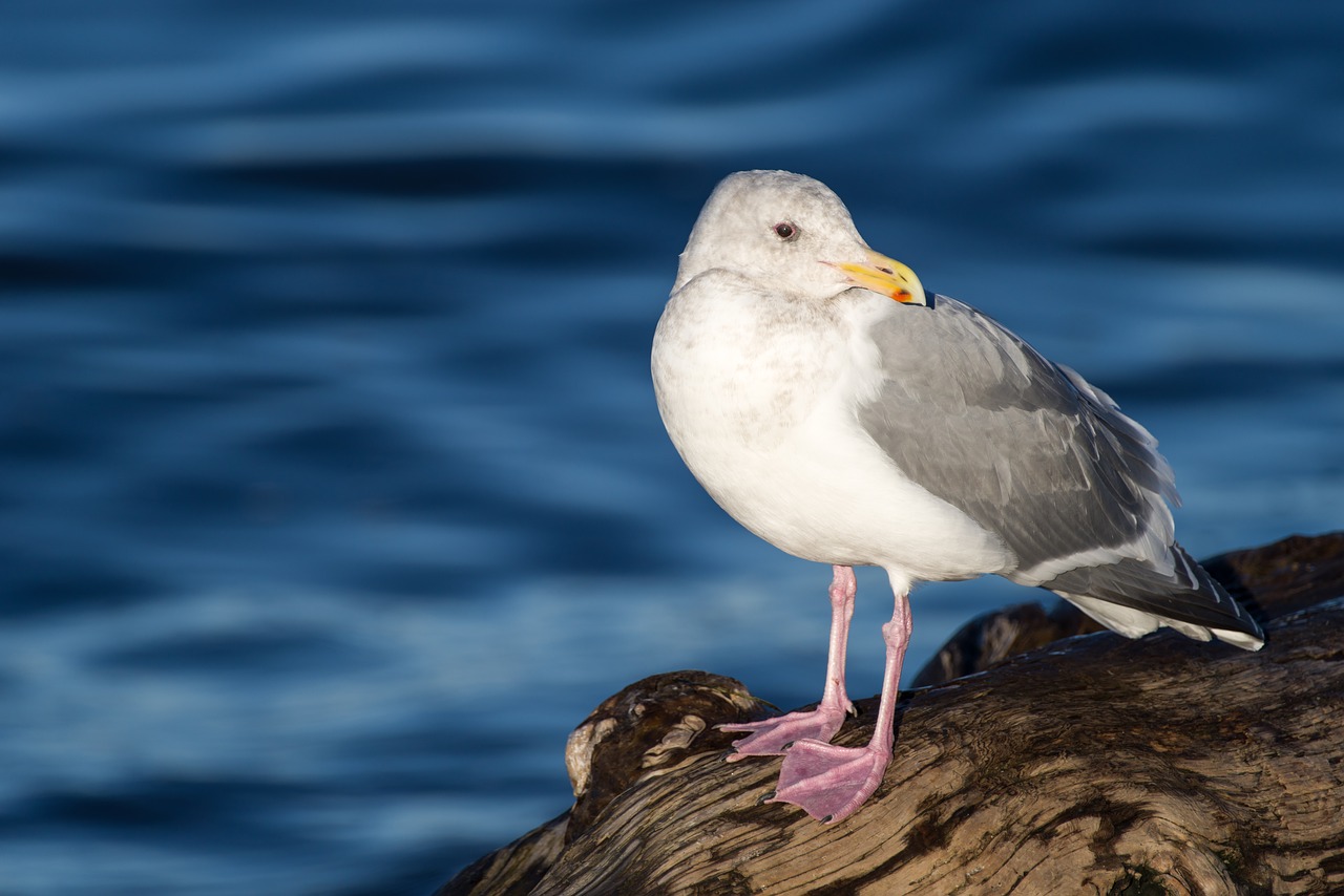 seagull beach water free photo