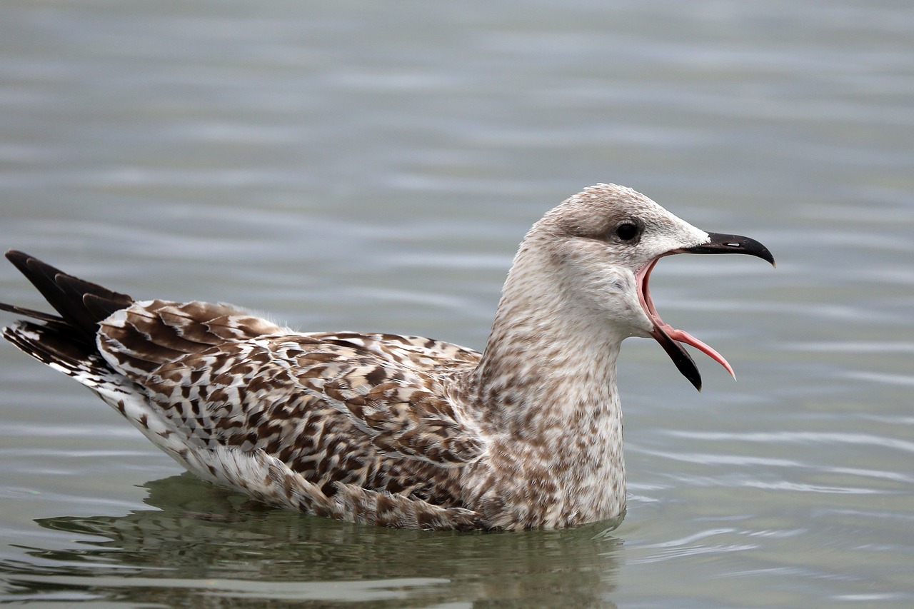 seagull baltic sea bird free photo