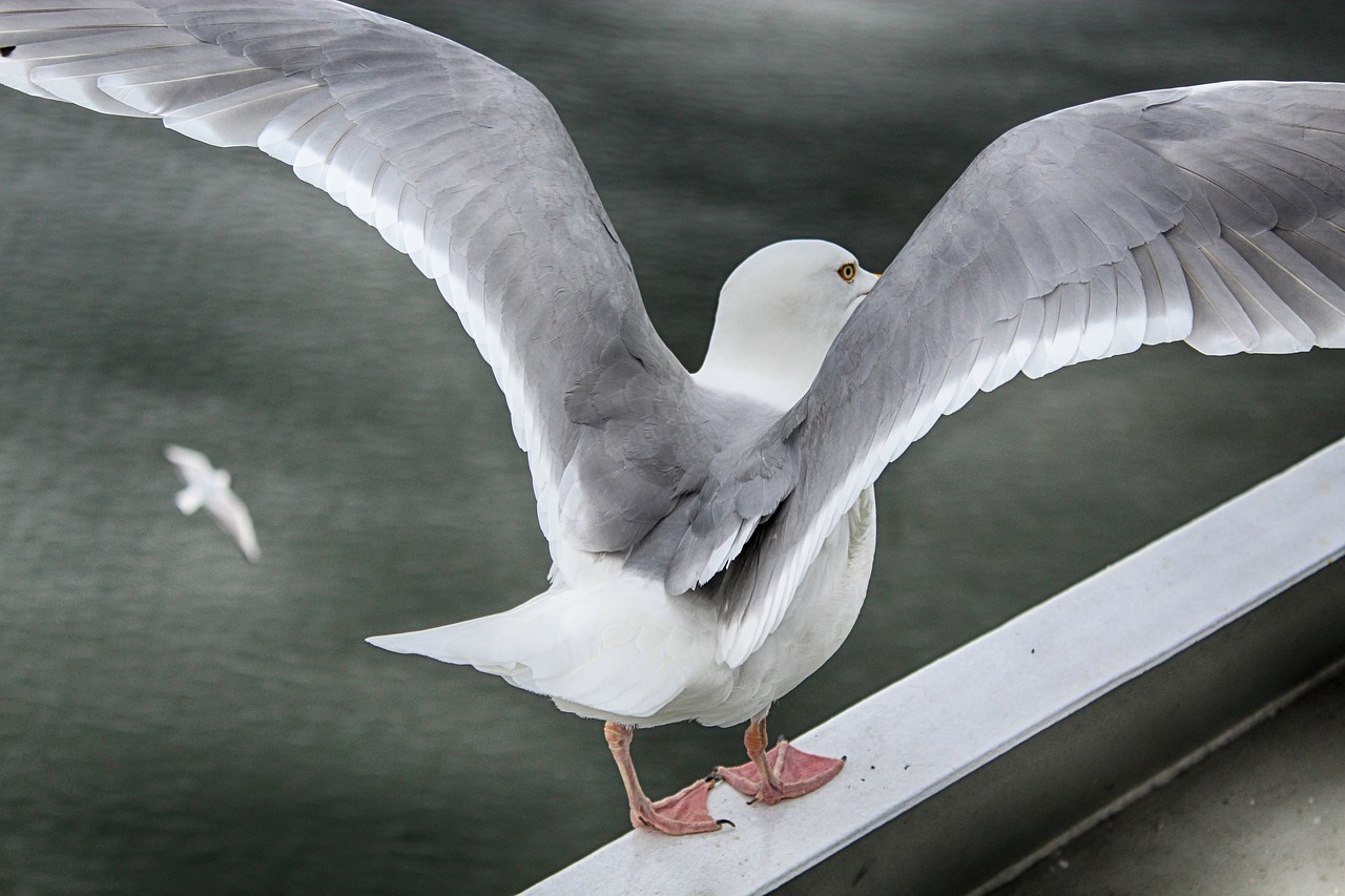 seagull sea seevogel free photo