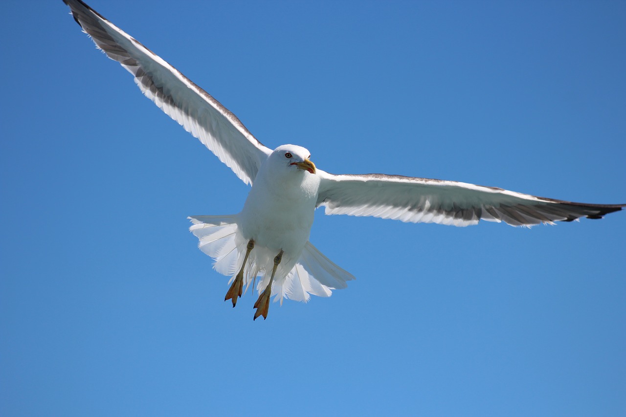 seagull flying flight free photo