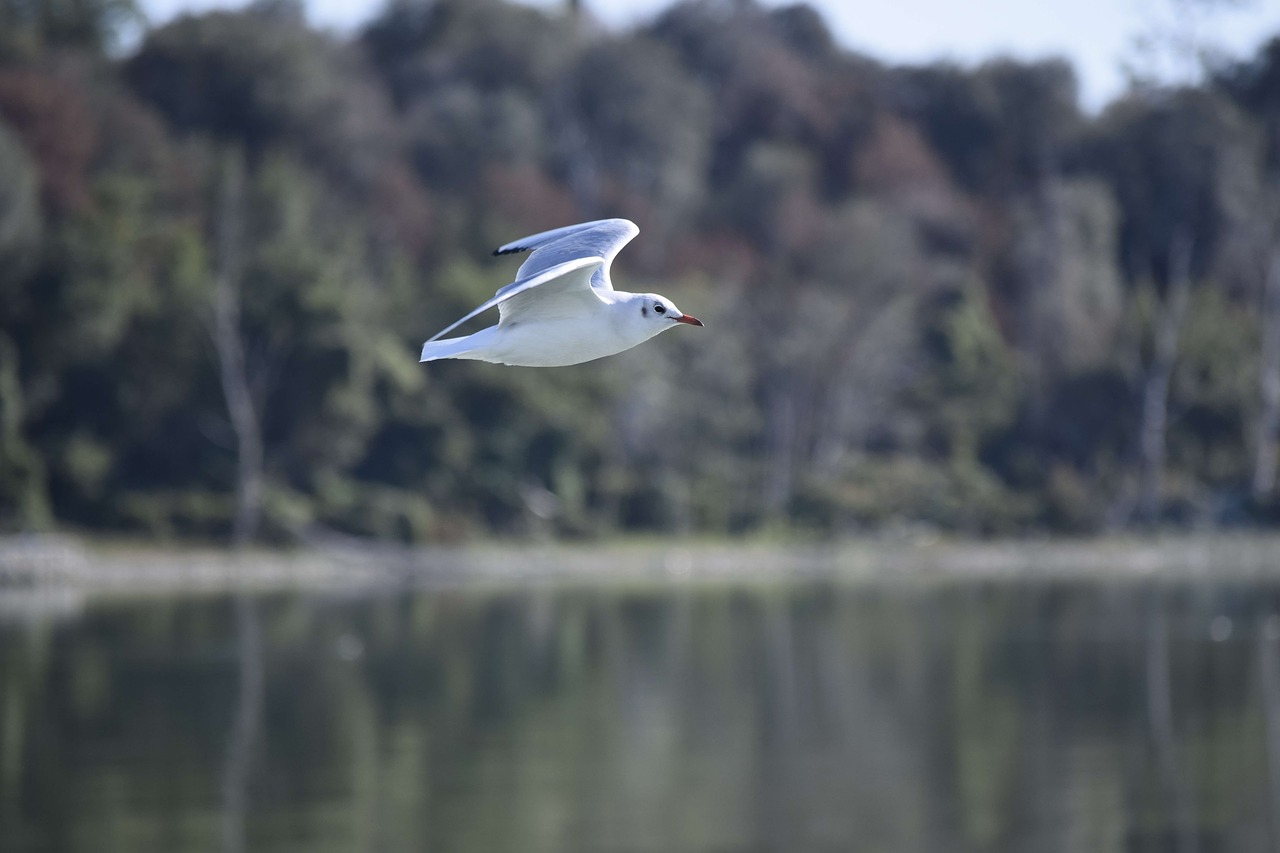 seagull bird the greater island free photo