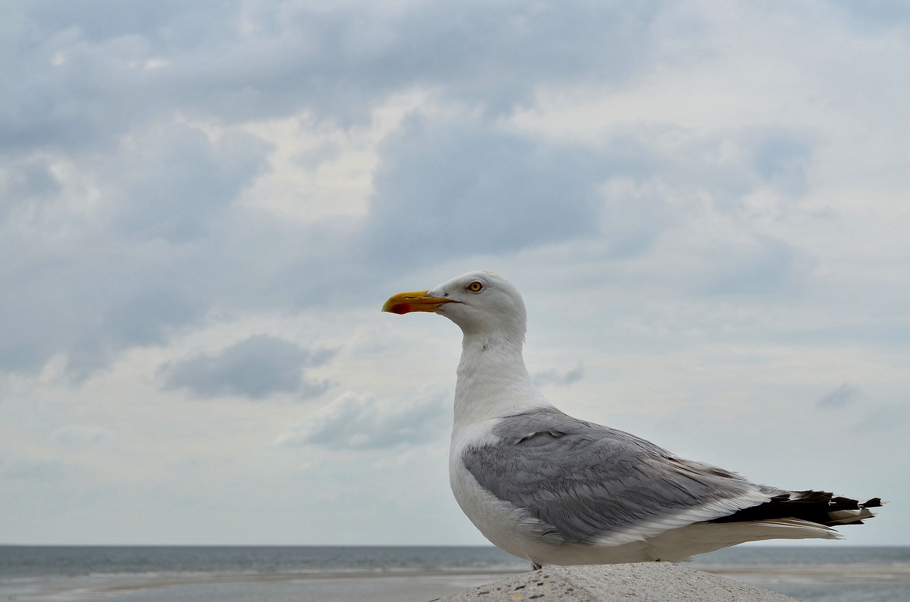 seagull gulls close free photo