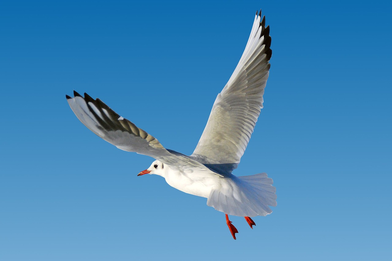 seagull baltic sea sea free photo