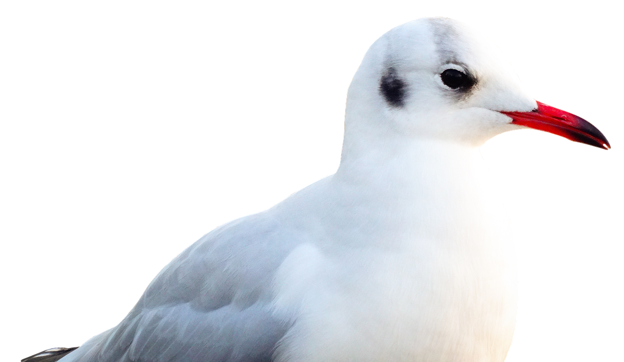 seagull bird animal free photo