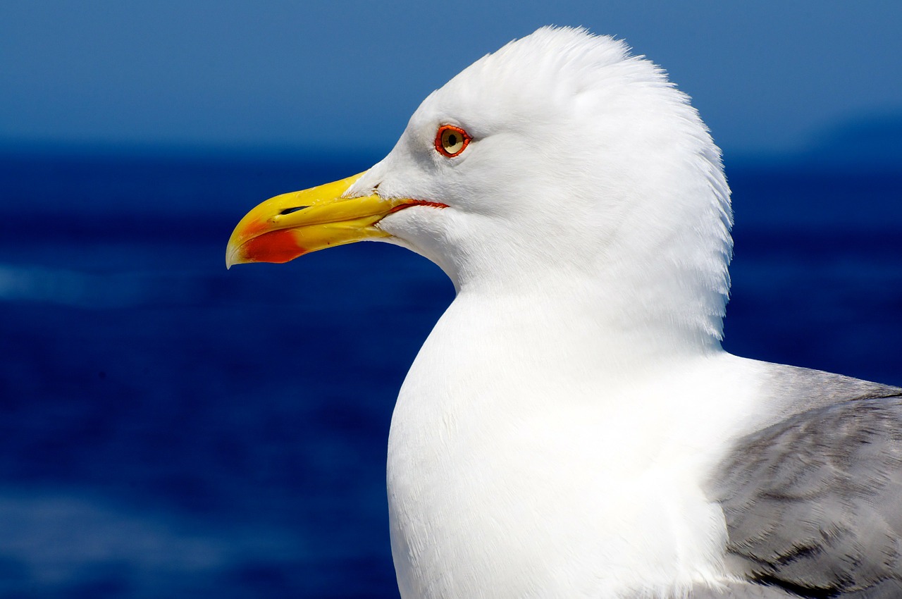 seagull gabbiano bird free photo