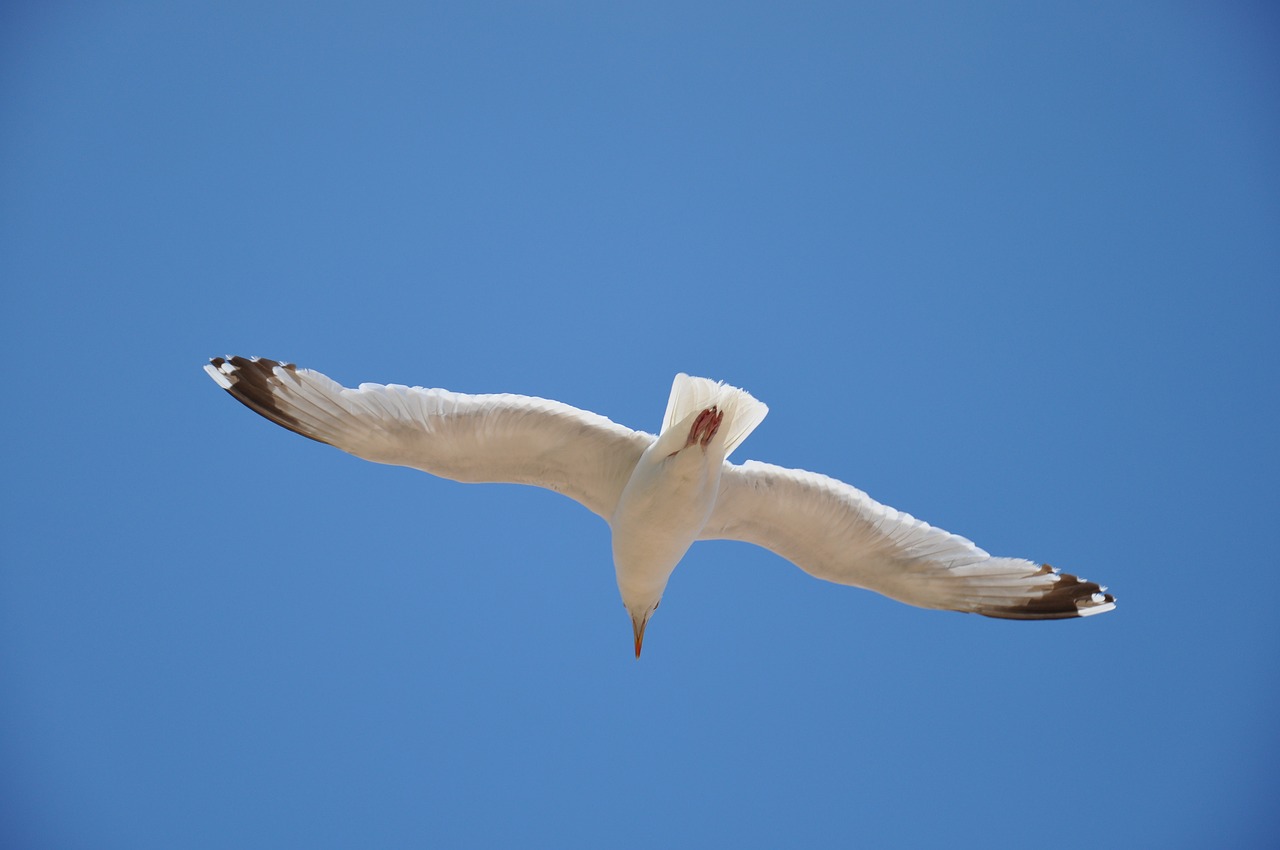 seagull blue sky bird free photo