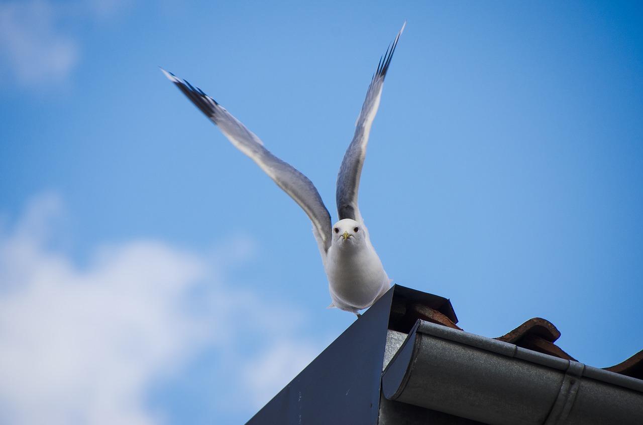 seagull summer bird free photo