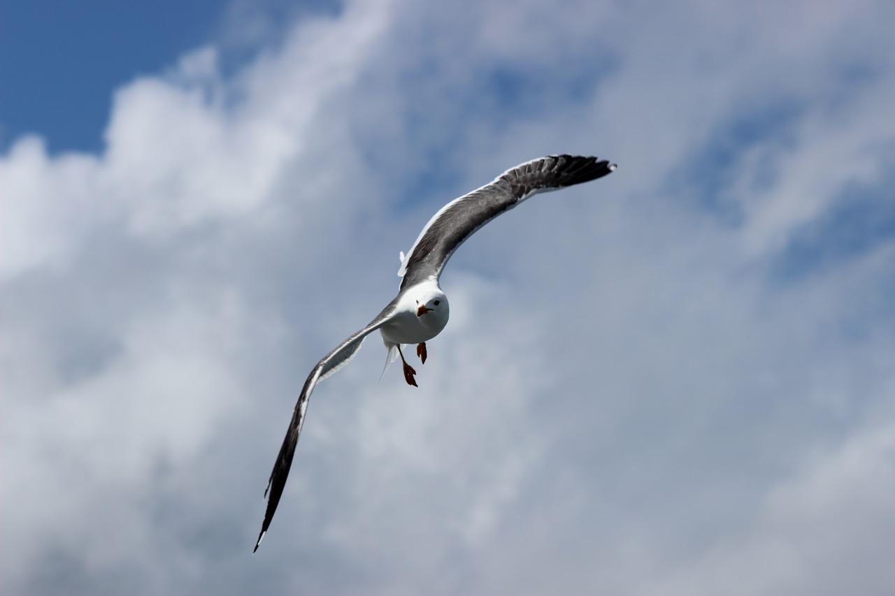 seagull west frisian air free photo