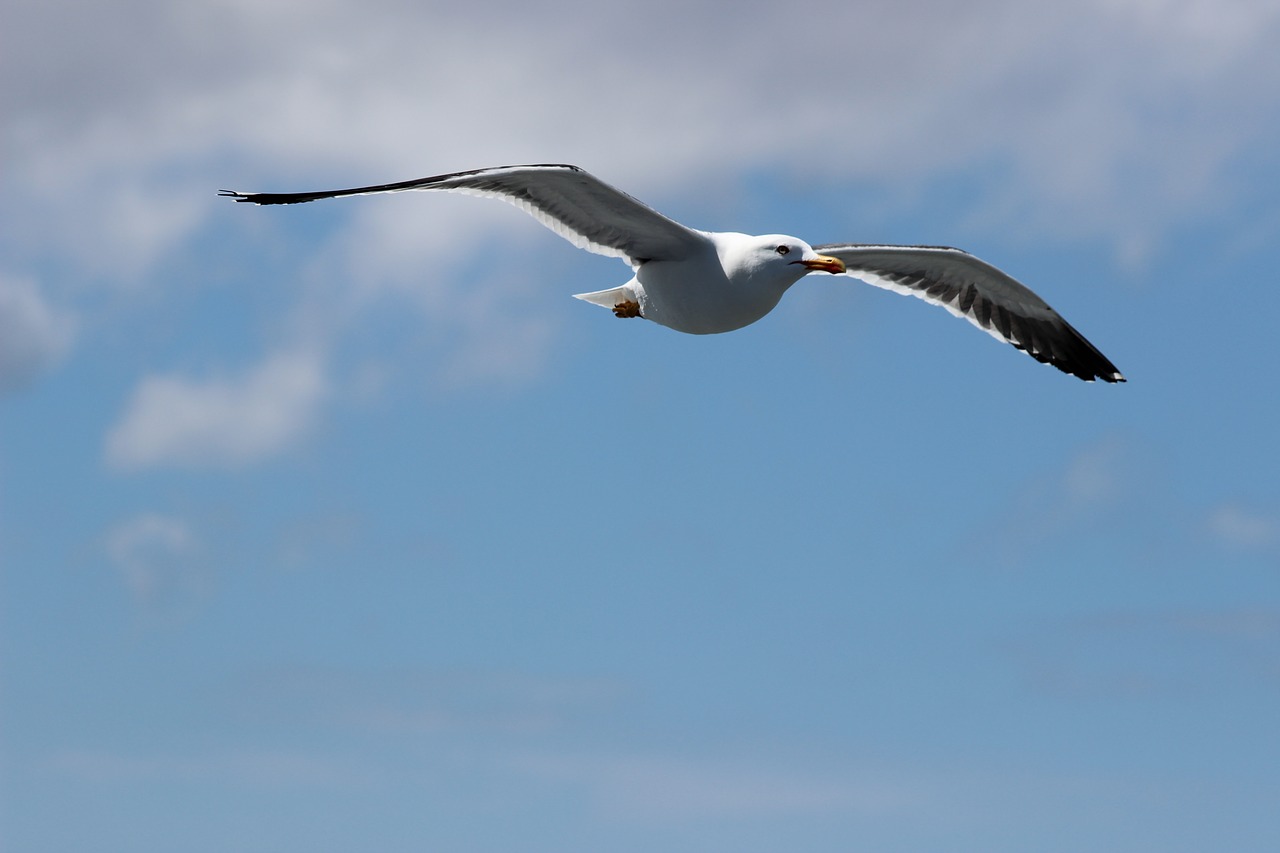 seagull west frisian air free photo