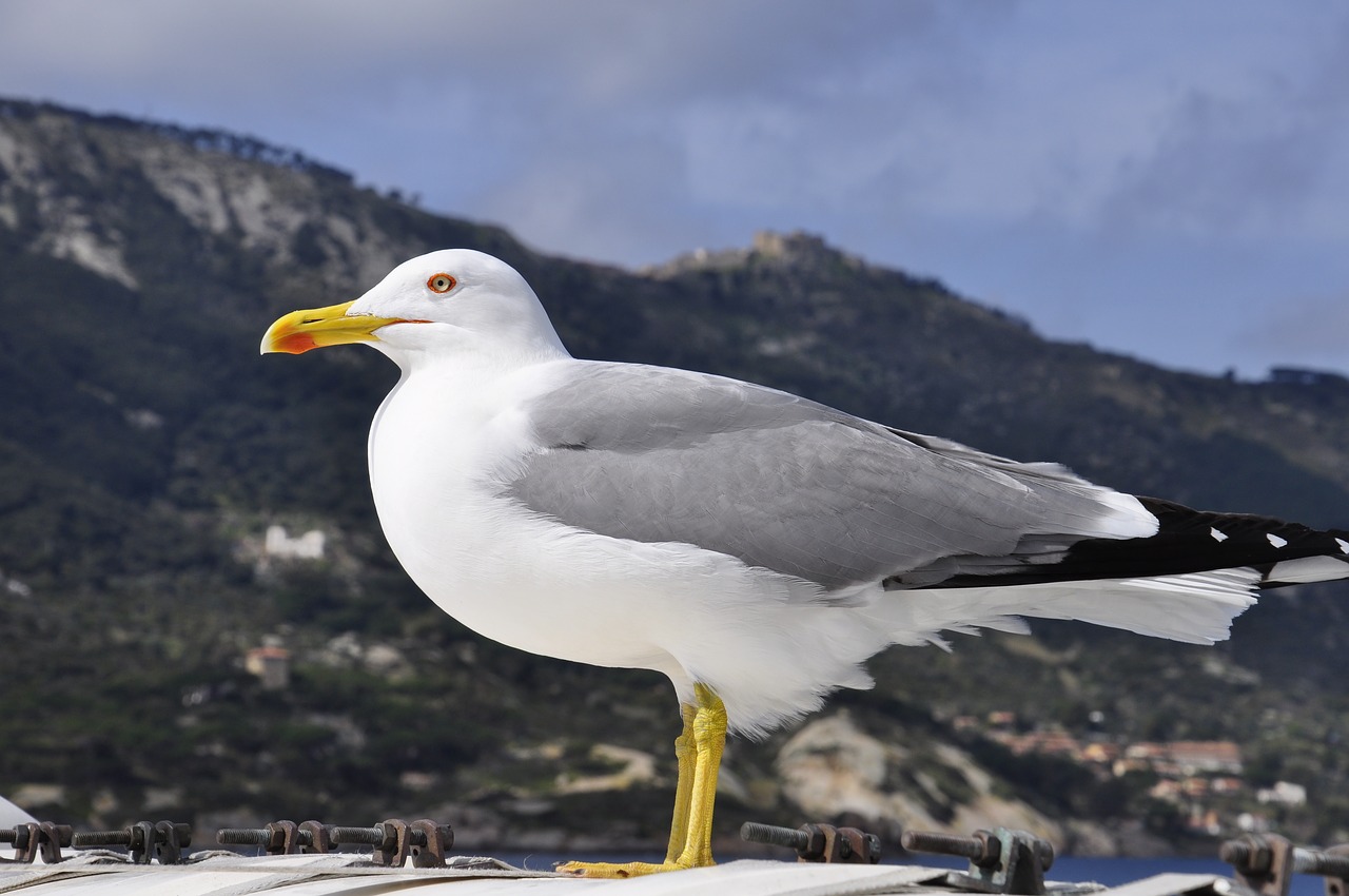 seagull island sea free photo