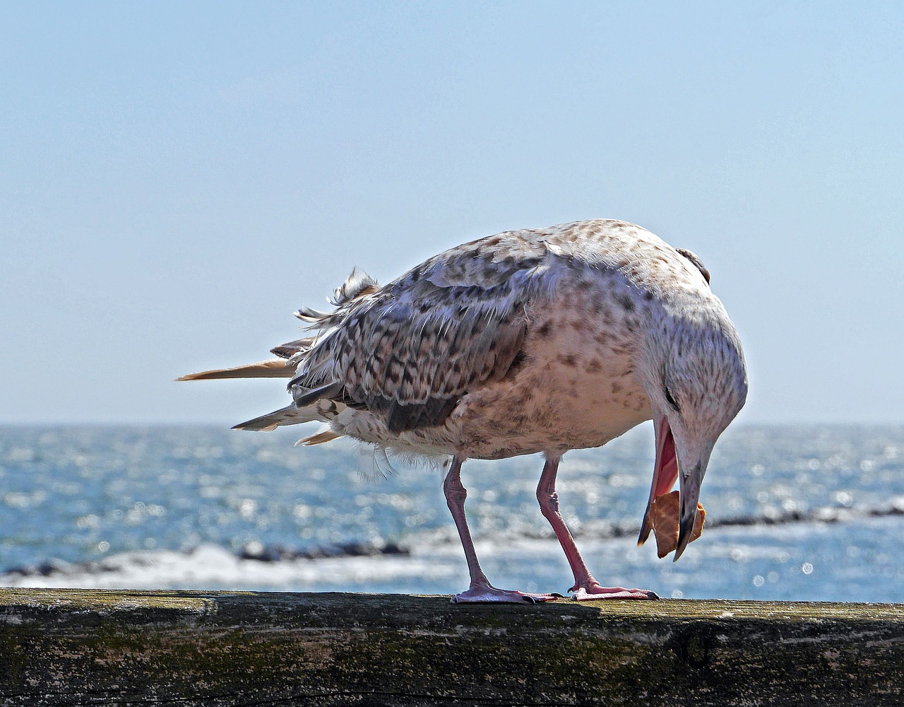 seagull young animal biscuit free photo