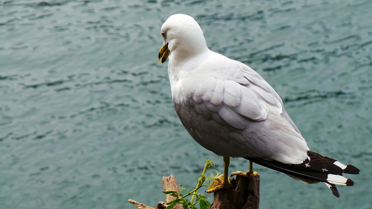 seagull birds seagull's dream free photo