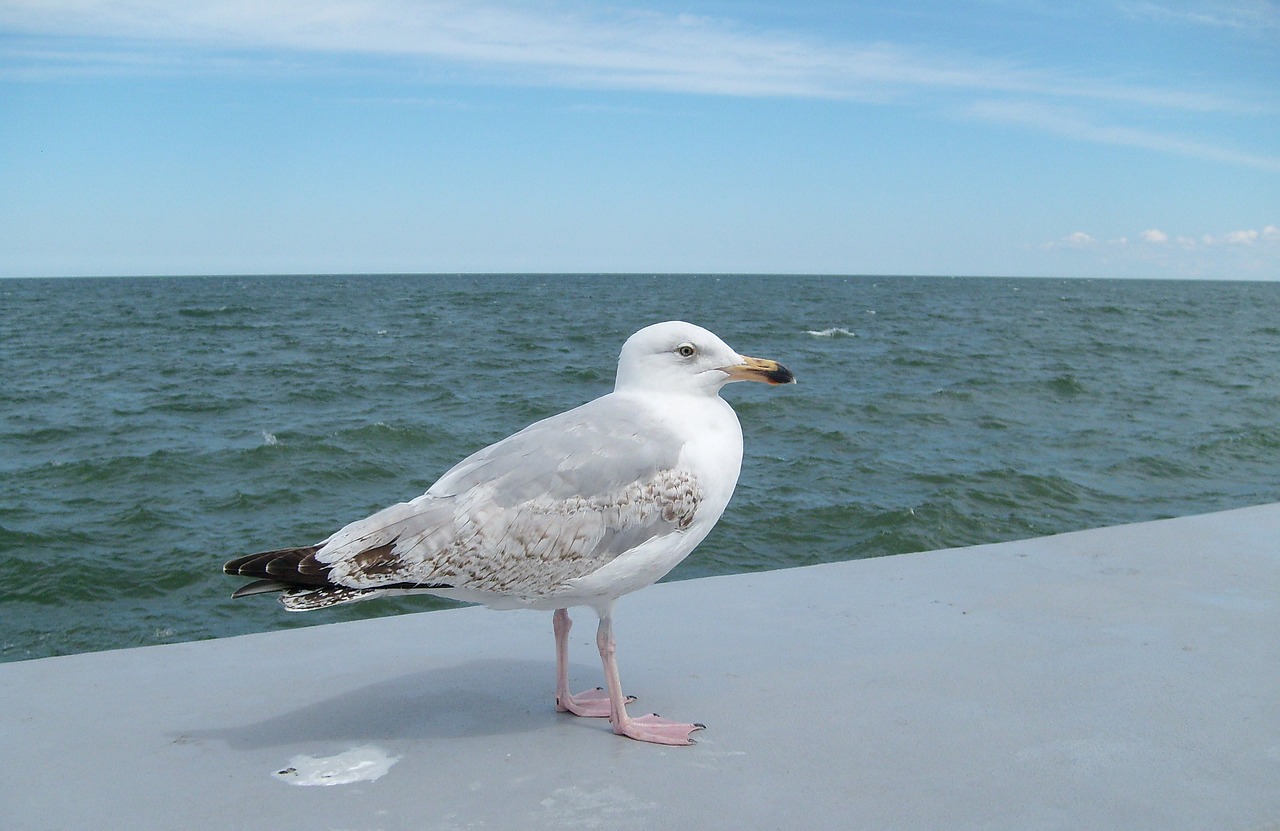 seagull the baltic sea the coast free photo