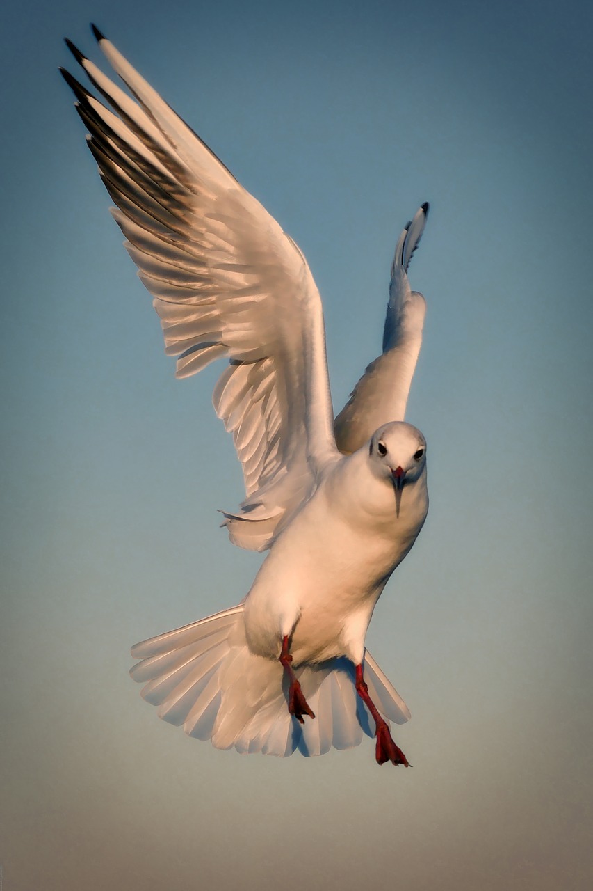 seagull chiemsee nature free photo