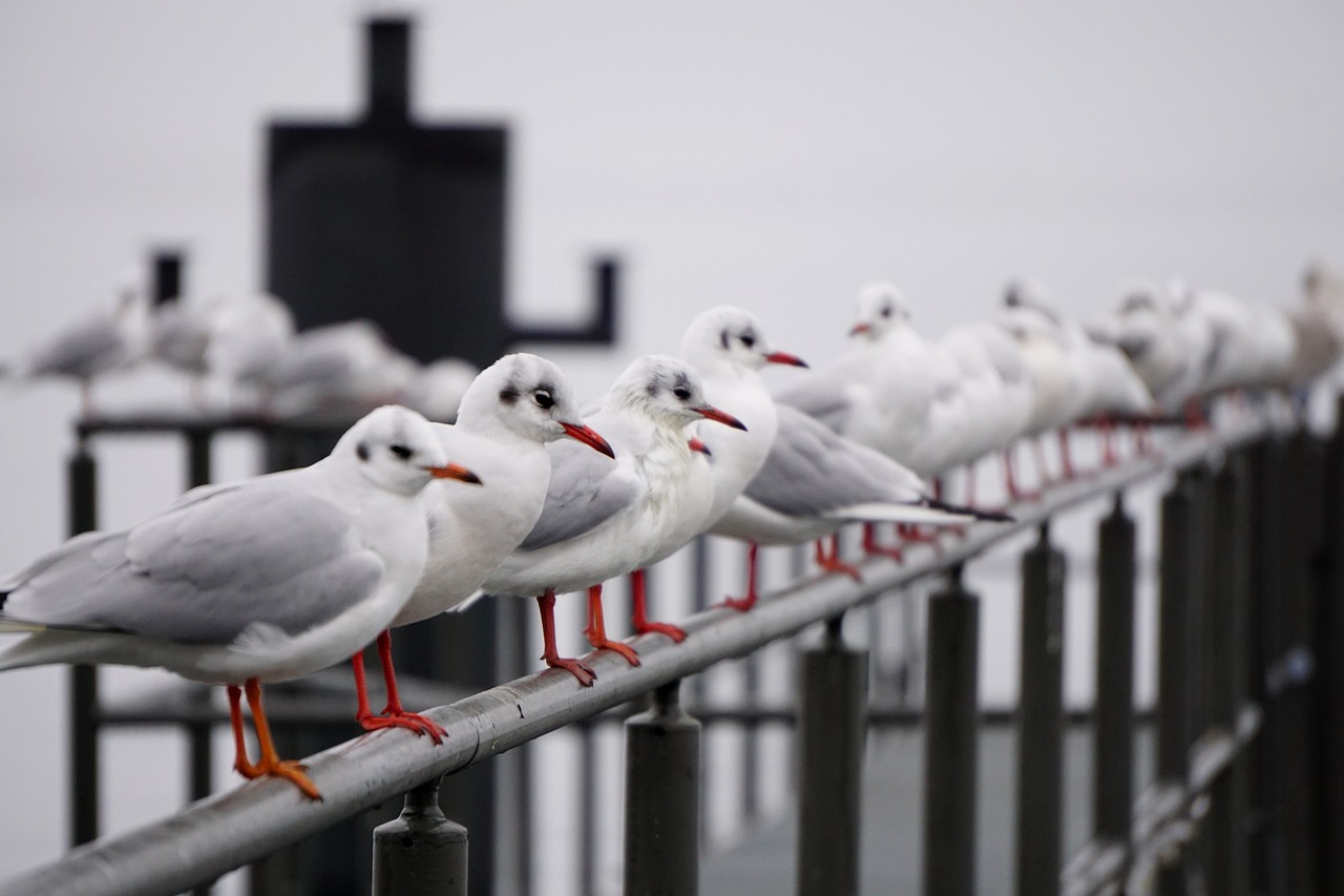 seagull bird baltic sea free photo