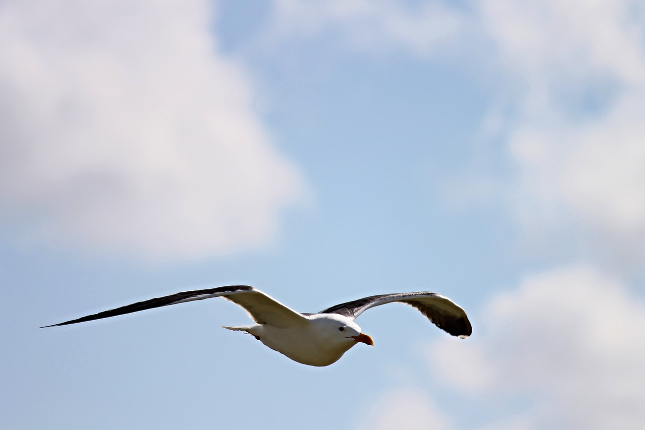 seagull fly flight free photo
