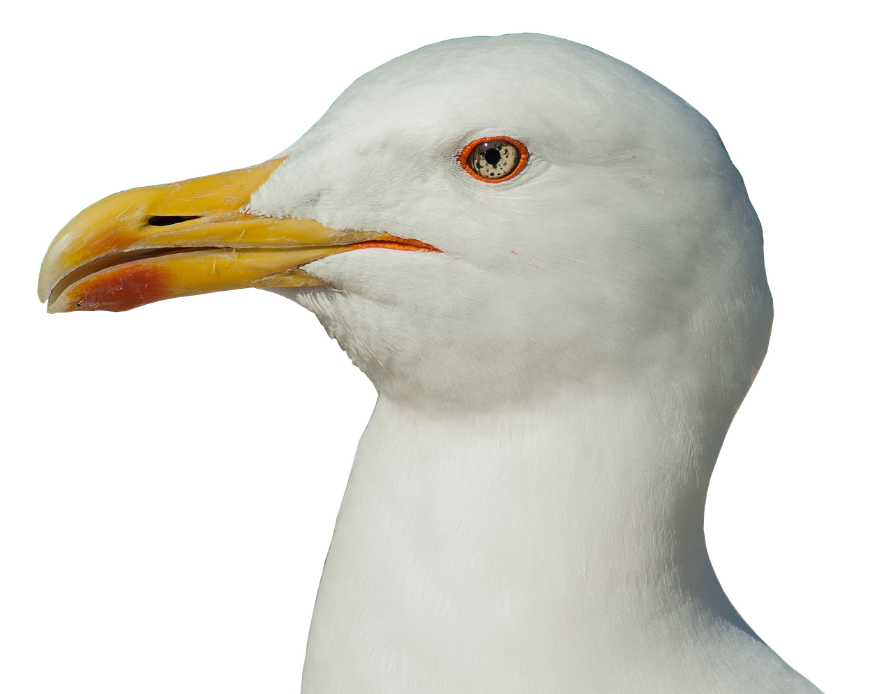 seagull head bill free photo