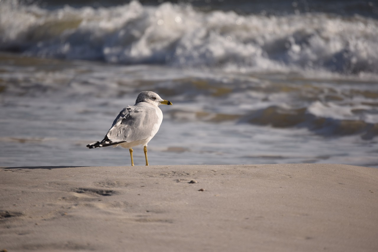 seagull bird gull free photo