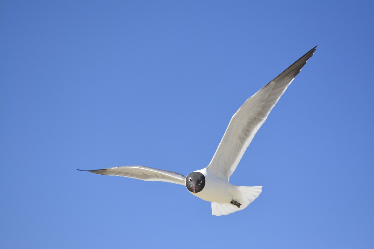 seagull north carolina crystal coast free photo