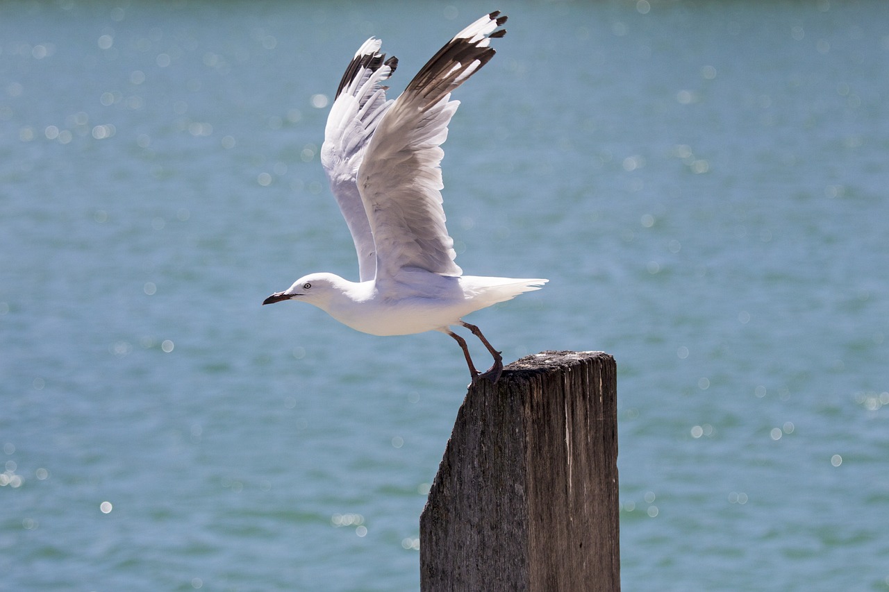 seagull gull sea free photo