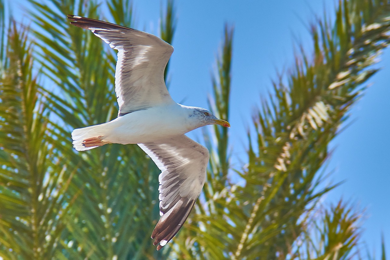 seagull palm beach free photo