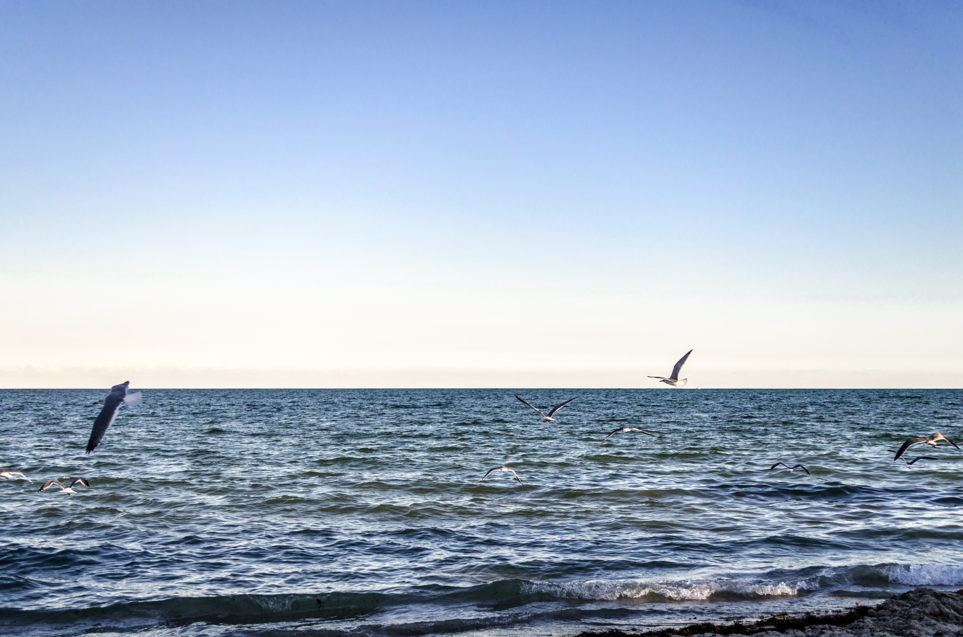 seagull beach sky free photo