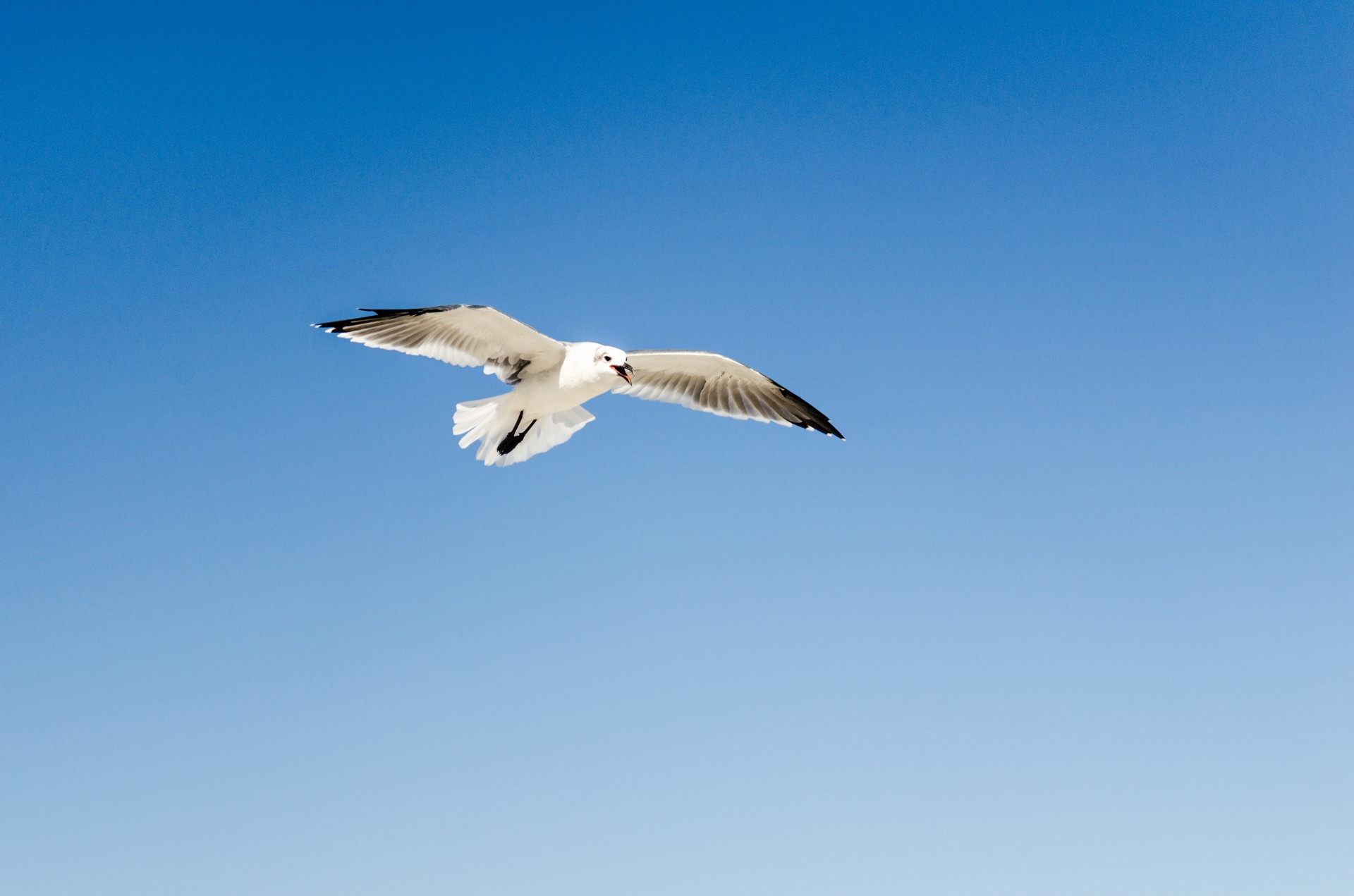 seagull beach sky free photo