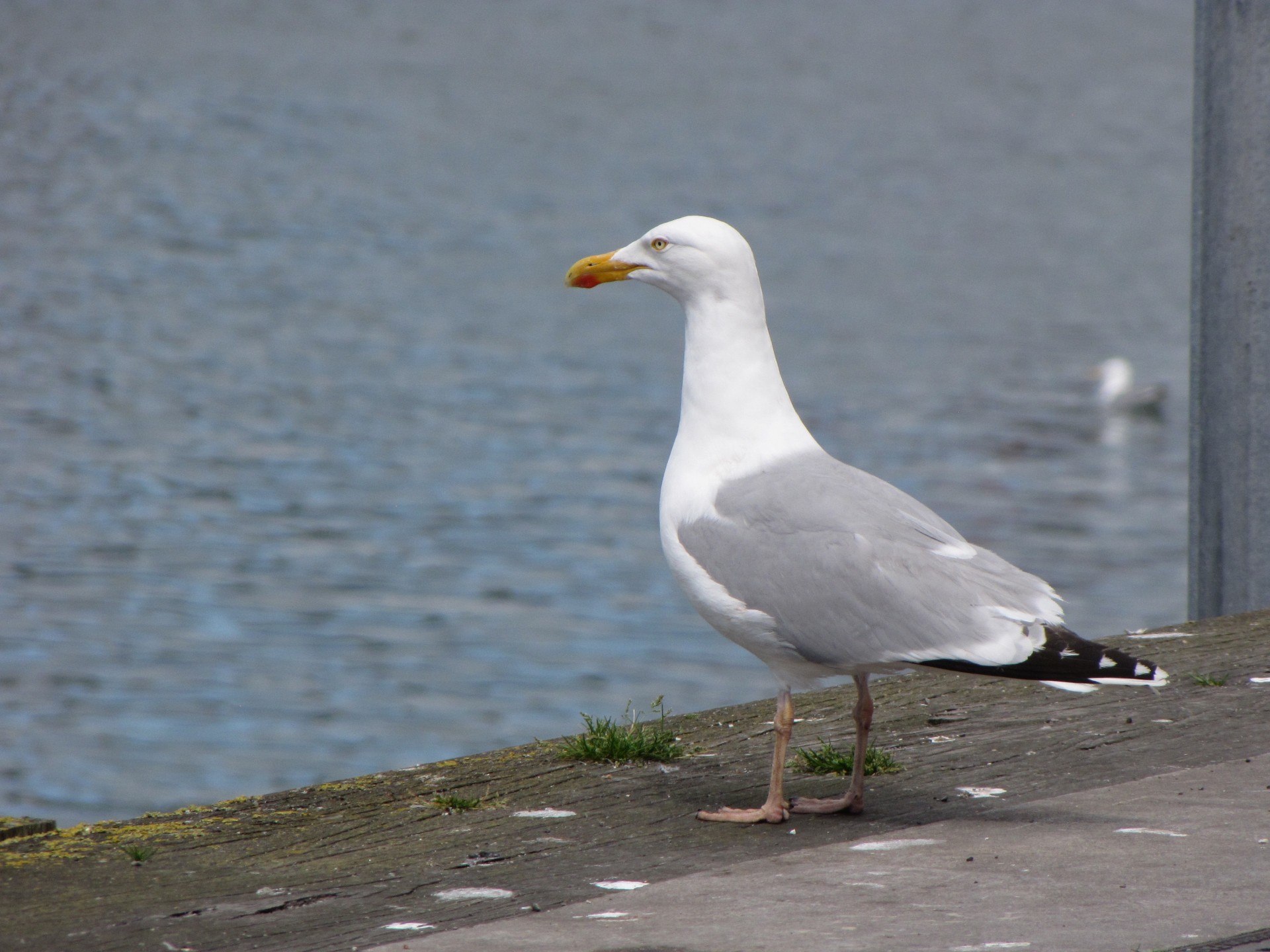 seagull bird sea free photo