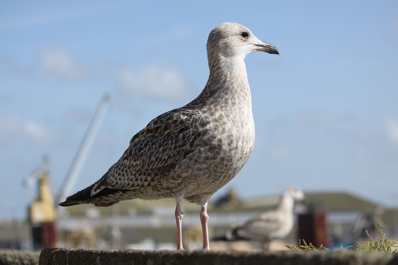 seagull ocean seabird free photo