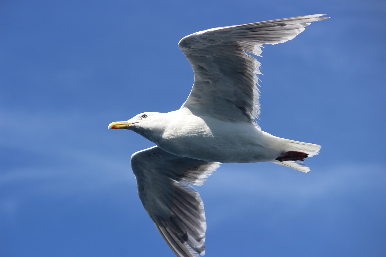 seagull fly seattle free photo