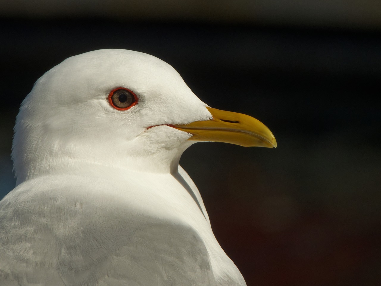 seagull lofoten norway free photo