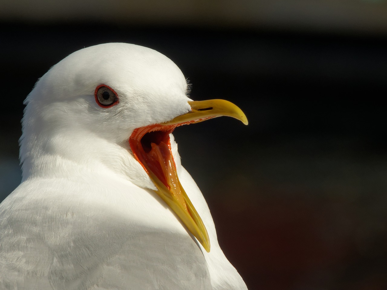 seagull lofoten norway free photo