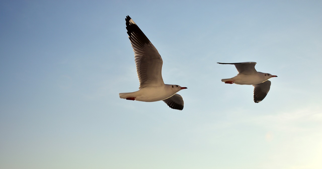 seagull sky flying free photo