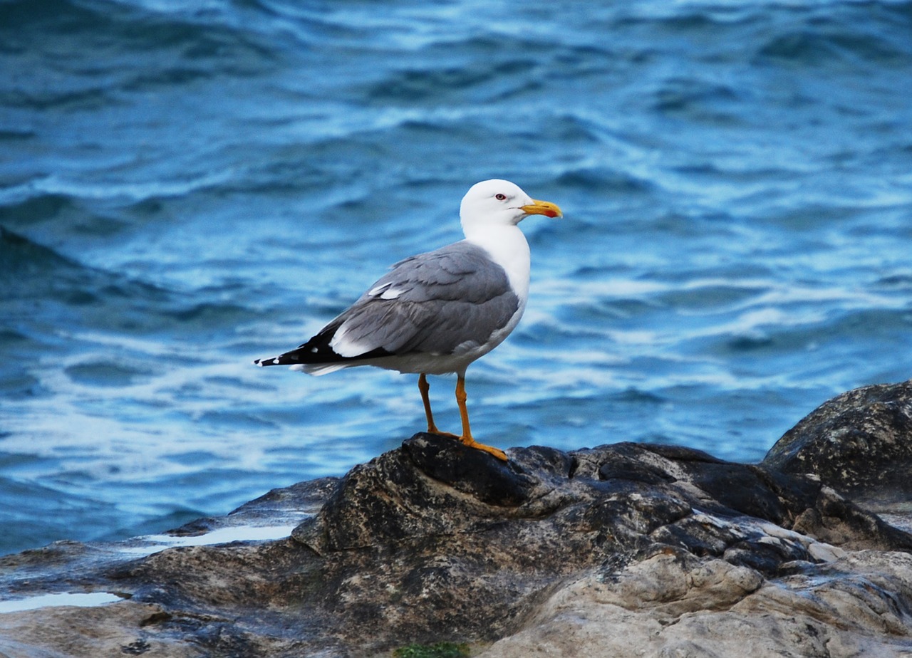 seagull volatile sea free photo